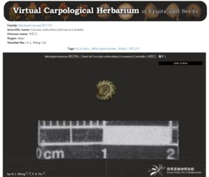 Image of the seed of Hong Kong native plant Cocculus orbiculatus (Linnaeus) Candolle. The 3D models allow users to inspect structural features that are smaller than 1 mm, much like seeing the real specimens. (Link: https://syhuherbarium.sls.cuhk.edu.hk/collections/3d-specimen/ph222/)