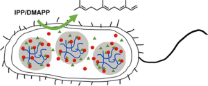 “Artificial organelles” formed by liquid-liquid phase separation in a E. coli cell.