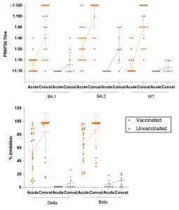 Antibody responses from vaccinated (orange) and unvaccinated (green) individuals after an Omicron BA.2 infection. Acute and convalescent (Conval) serum samples from infected individuals were tested for their neutralising activities against the ancestral SARS-CoV-2 (WT) and its VOCs (Beta, Delta, Omicron BA.1 and Omicron BA.2).  Vaccinated and recovered COVID-19 patients are shown to have more robust antibody responses against different SARS-CoV-2 variants.