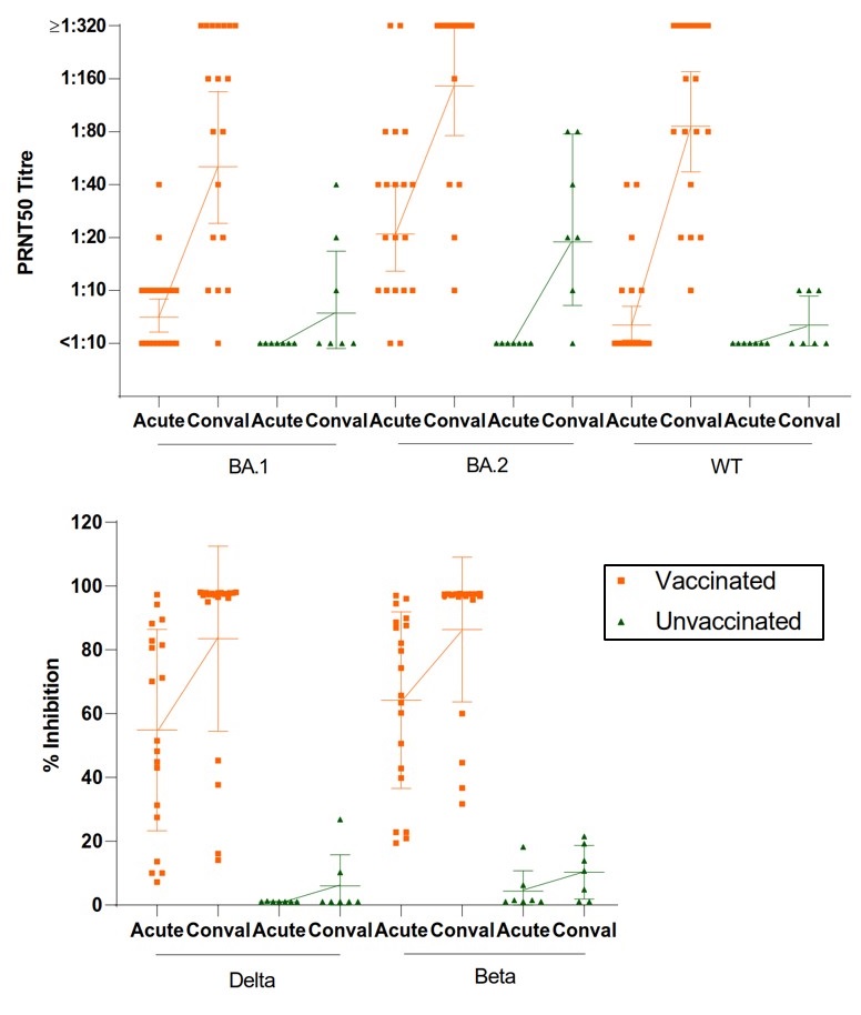 Antibody responses from vaccinated (orange) and unvaccinated (green) individuals after an Omicron BA.2 infection. Acute and convalescent (Conval) serum samples from infected individuals were tested for their neutralising activities against the ancestral SARS-CoV-2 (WT) and its VOCs (Beta, Delta, Omicron BA.1 and Omicron BA.2).  Vaccinated and recovered COVID-19 patients are shown to have more robust antibody responses against different SARS-CoV-2 variants.