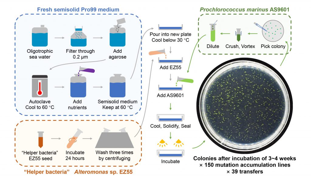 The mutation accumulation experiment for determining the global mutation rate of <em>Prochlorococcus.</em>