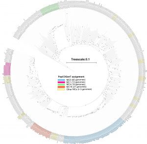 <em>Prochlorococcus</em> phylogenomic tree and population delineation