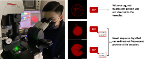 Professor Wong and his team discover and engineer novel sequence tags that can redirect a red fluorescent protein to the vacuoles in plant cells.