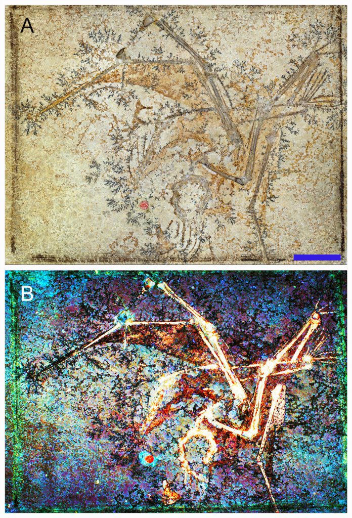 Skeleton and associated soft tissues of the aurorazhdarchid pterosaur specimen. <br />
Image A: The specimen under normal white light. Scale is 2 cm.<br />
Image B: The soft tissues are clearer (in orange) under laser-fluorescence.