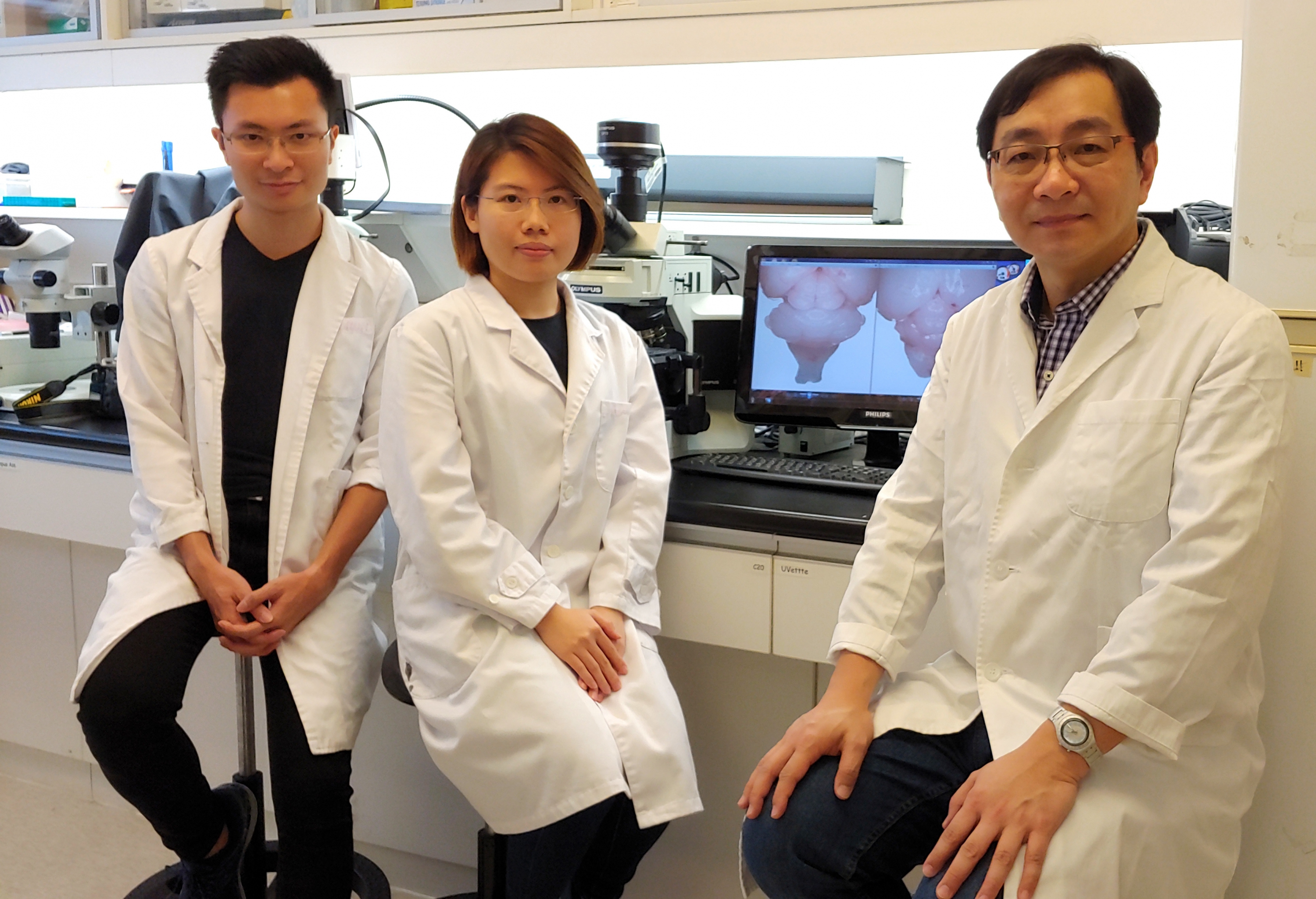 Professor Kwan (right) and his research team unveils the mechanism of neural progenitor competence regulation