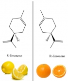 Image 1: Many compounds are naturally chiral and different in the left/right symmetry. For instance, a “left” compound S-limonene smells like lemons, whereas its “right” counterpart R-limonene smells like oranges.