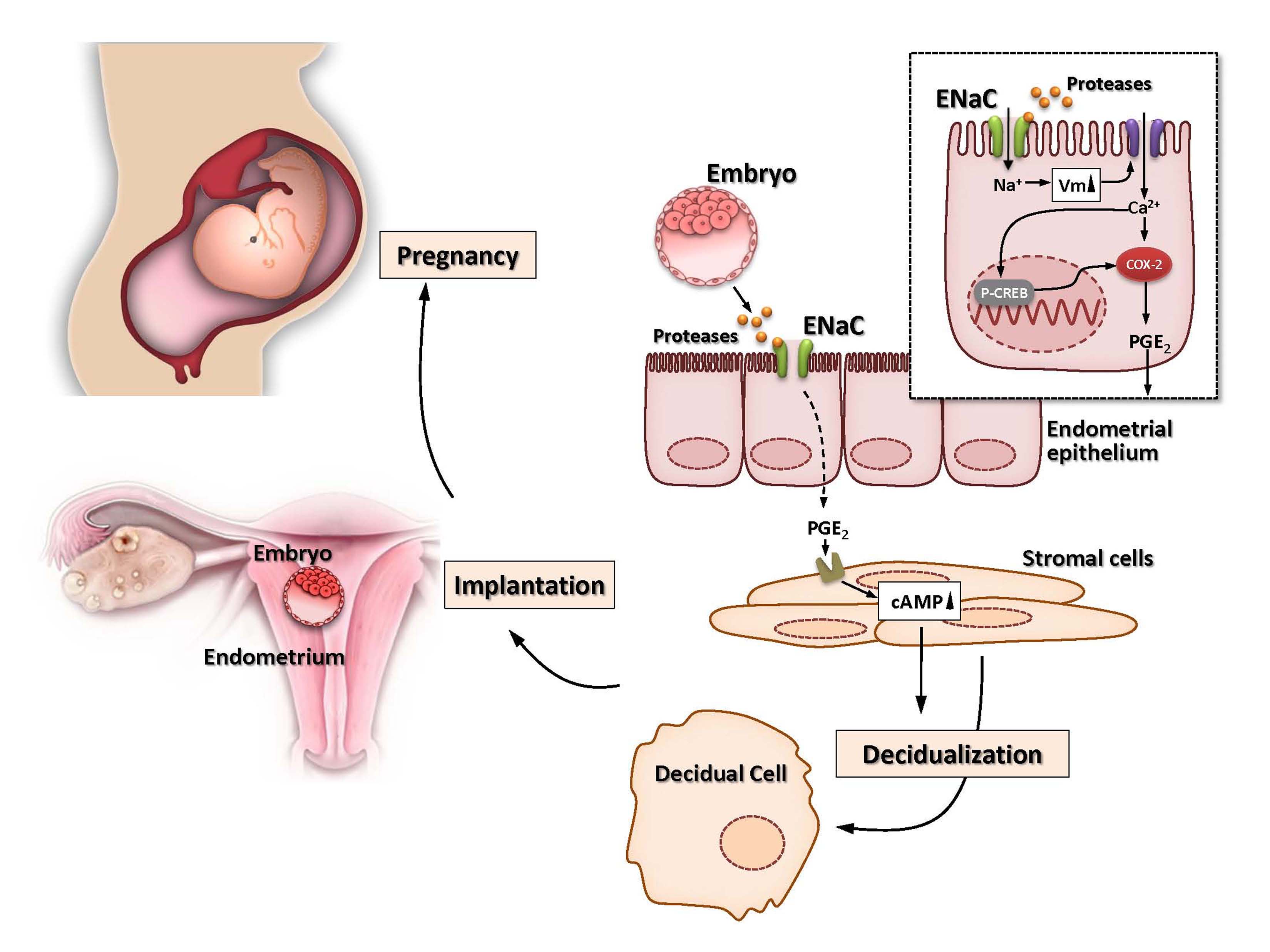 Working model of ENaC in embryo implantation