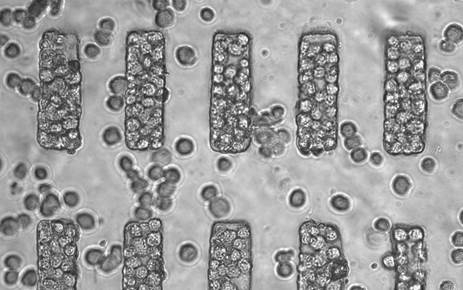 Bruce Pang and OOI Hon Son have managed to create microscale structures and control the patterning of stem cells down to 50um resolutions. Through a series of chemical inductions, they successfully directed stem cells from mice to become heart muscle tissue.