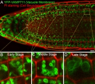 Figure 1. (A): Full view of vacuole patterns (green colour) in the root tip of transgenic Arabidopsis plant expressing the tonoplast (vacuole membrane) marker YFP-VAMP711 (green color) in which the PI staining (red color) indicates the cell boundary. (Scale bars: 10 μm)
(B-D): Three enlarged boxes of A, showing representative vacuole morphology in different developmental stages of cells with different sizes of vacuoles.