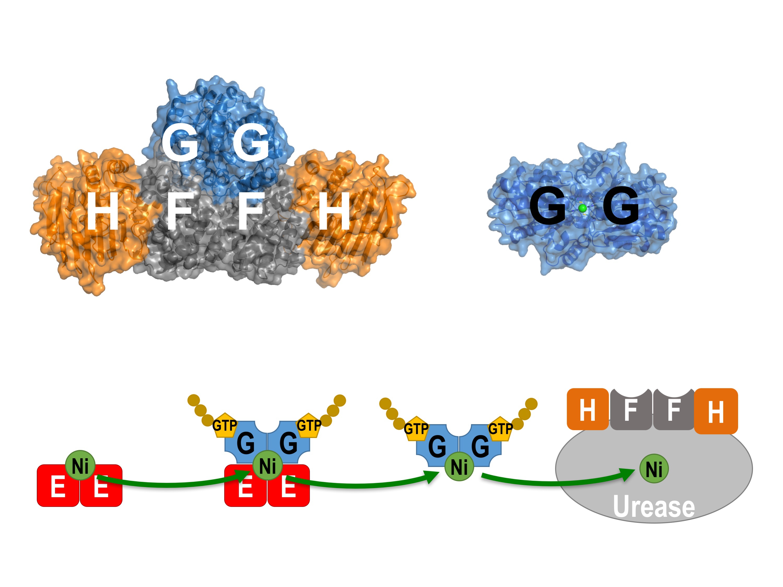 Professor Wong and his team used X-ray crystallography as a molecular microscope to visualise how the helper proteins (UreE, UreF, UreG, and UreH) work together to deliver the toxic nickel ions to the urease, an enzyme essential for the infection of the H. pylori in the acidic human stomach.