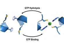 After GTP hydrolysis, UreG changes its shape and releases its bound nickel ions, activating the urease with the help of UreF/UreH.