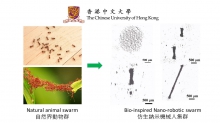 納米機械人集群是模仿動物集群行為，例如螞蟻群。