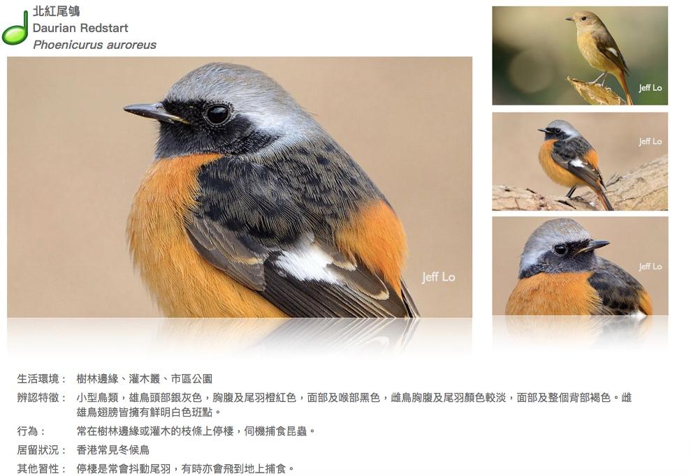 daurian-redstart.JPG