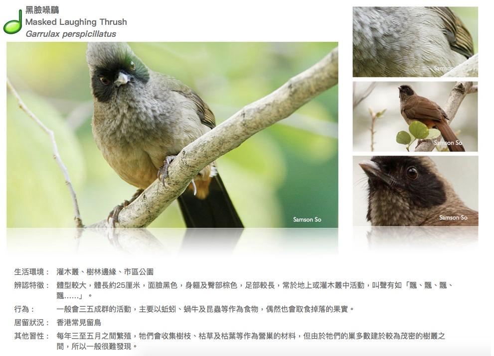 masked-laughing-thrush.JPG