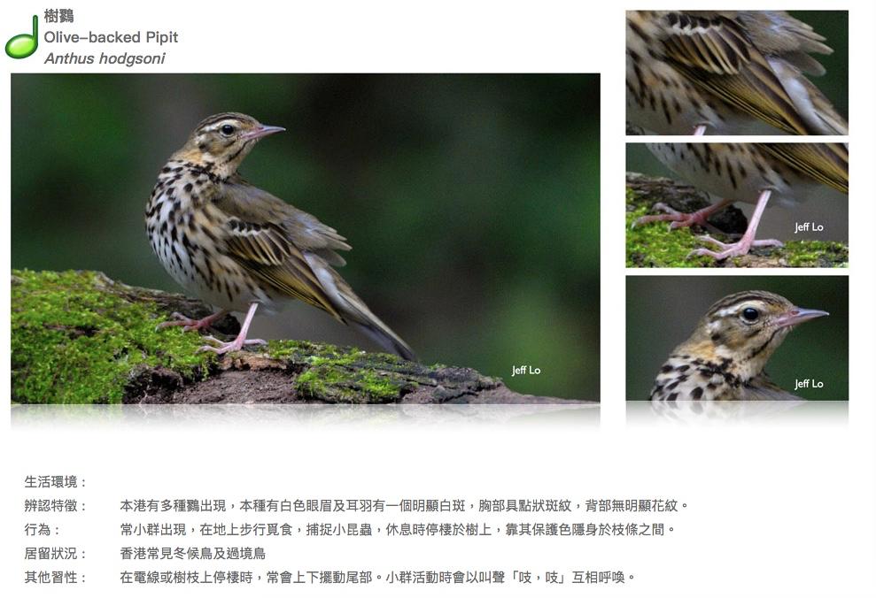 olive-backed-pipit.JPG