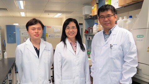 CUHK Discovers an Essential Oncogene in Non-Alcoholic Fatty Liver Disease-Associated Hepatocellular Carcinoma