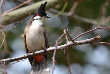 Caring Alumni EcoCampus Trail Donation Scheme - Flora and Fauna