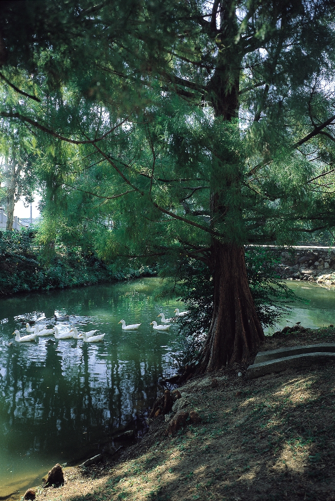 The Fourth Decade | CUHK: Five Decades in Pictures