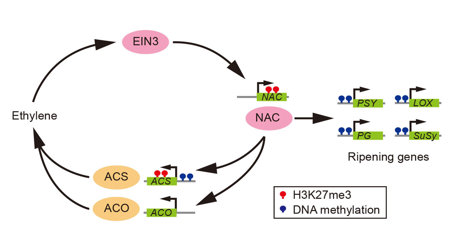 Peach NAC-type positive feedback loop