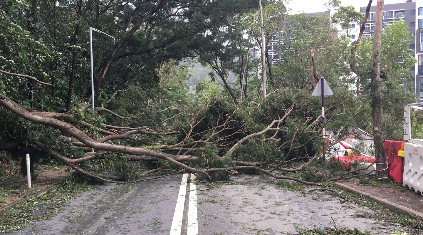 Broken trunks blocking the main road