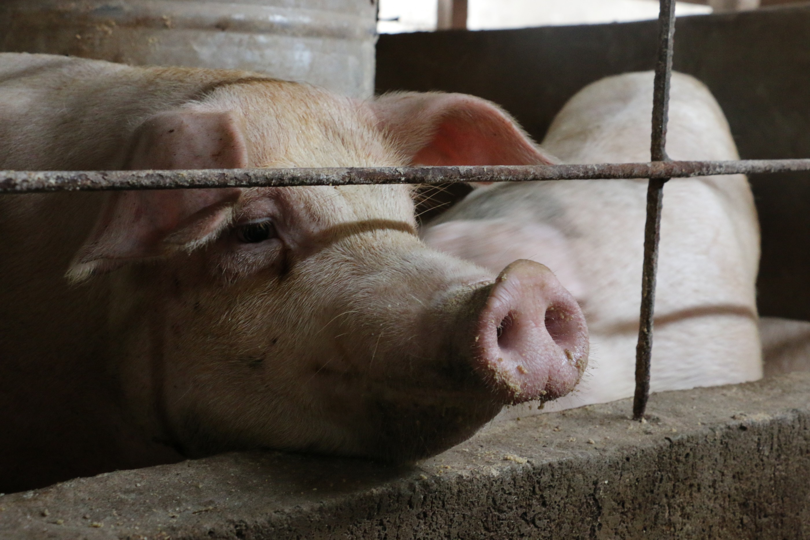 Hong Kong livestock industry shrinking pigs