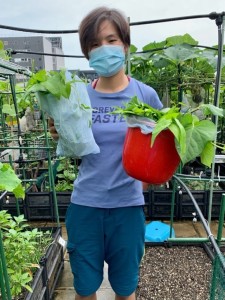 208_organicfarming_yuenwingnam