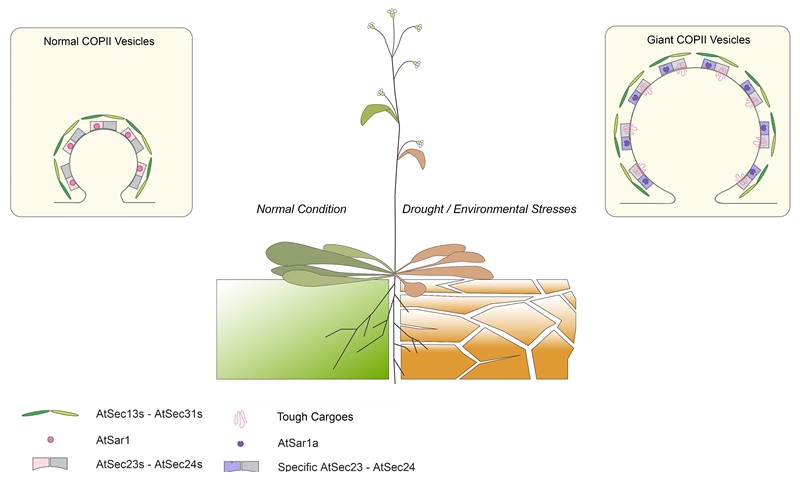 The study has shed new light on giant COPII vesicle formation upon stress regulation.