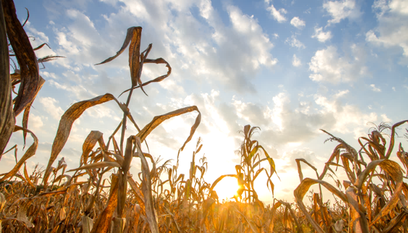 The ENSURE study is the first to quantify and estimate the year-to-year integrated impact of ozone pollutants, carbon dioxide emissions and climate change on crop yields till 2100.