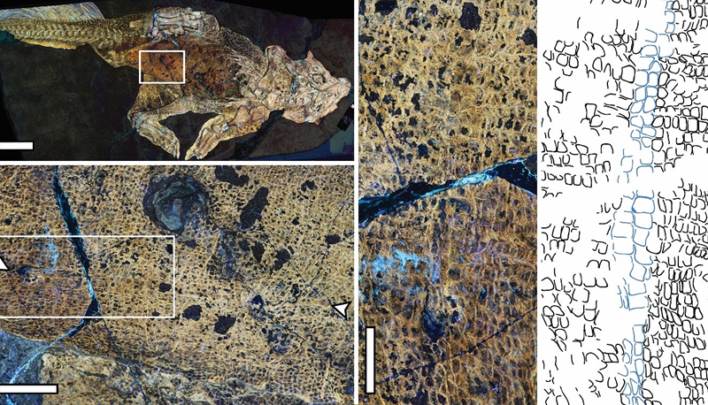 The LSF image of the whole Psittacosaurus specimen showing the location of the umbilical scar. 