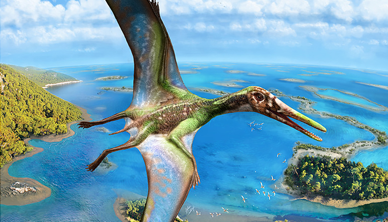 Prof. Michael Pittman’s research uncovers how pterosaurs took off from water 150 million years ago. 