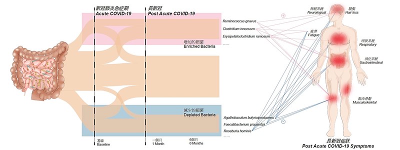 A diagram showing the association between gut microbiome composition and long COVID. 