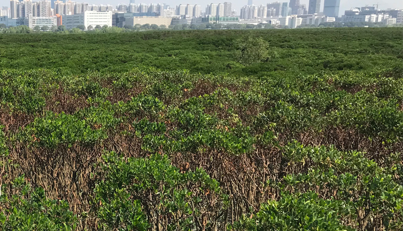 Methane Shown to Reduce Climate Benefits of Subtropical Mangrove Wetlands