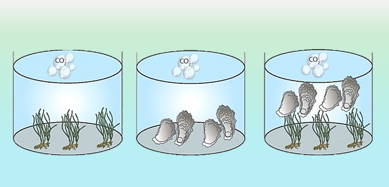 A tank-based experiment measures the benefits of seagrass presence on oysters.