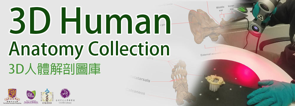  3D Human Anatomy Collection 3D 人體解剖圖庫