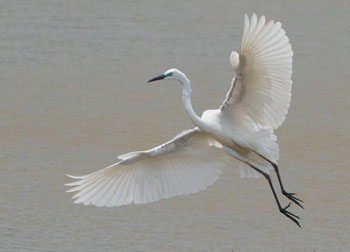 flying egret