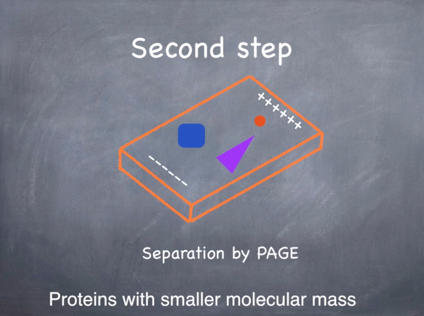 Protein Detection