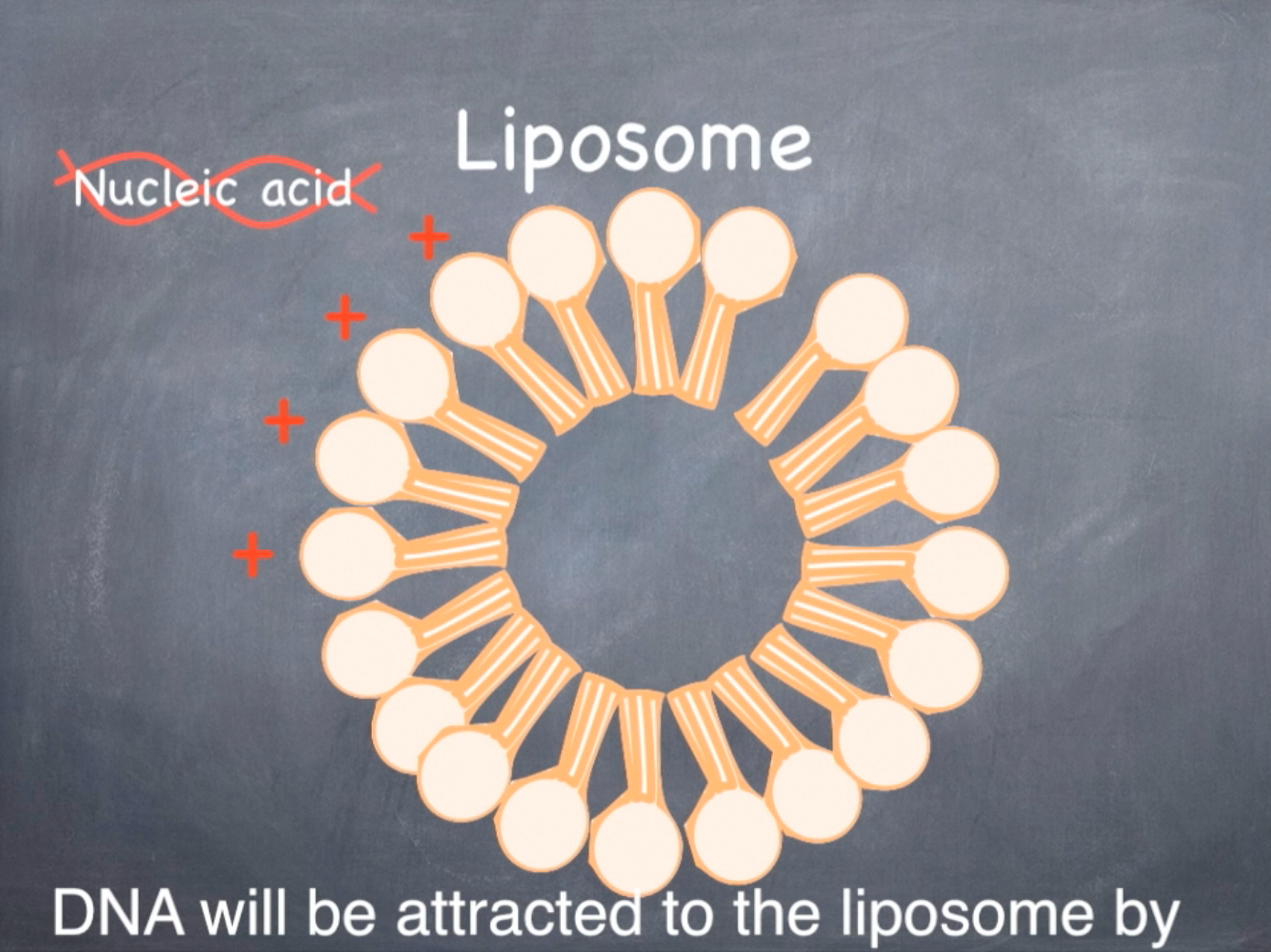 Transgenic Animal Cell