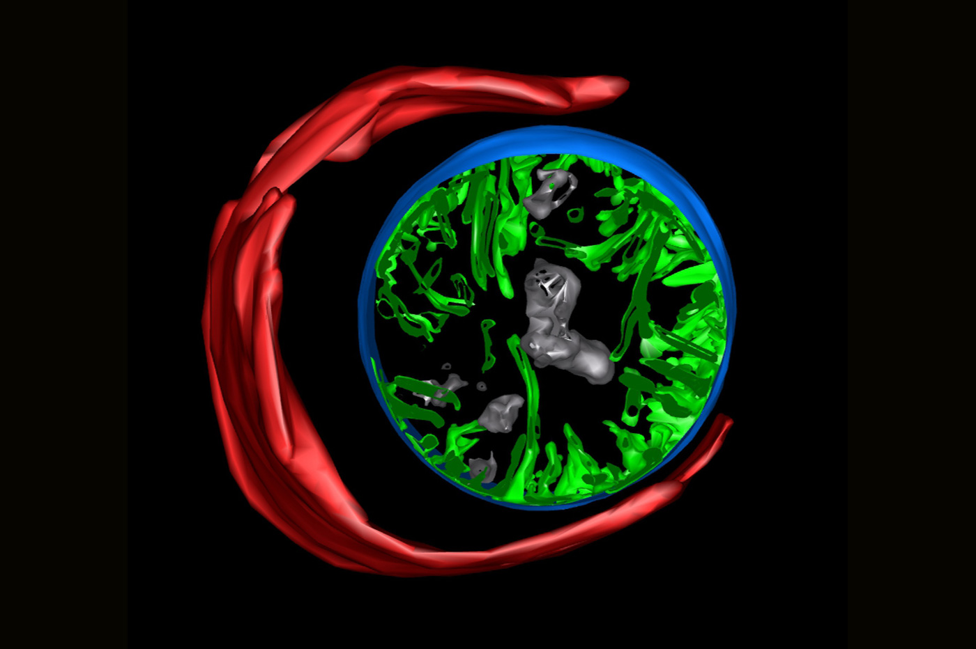 A 3-D model of maternal autophagosome engulfing a paternal mitochondrion, generated from electron tomography data