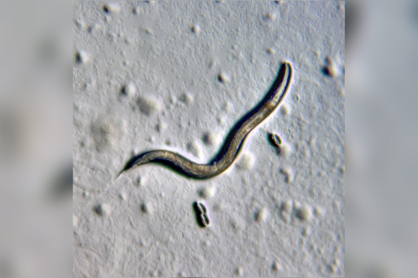 An 1-mm-long C. <em>elegans</em> nematode pictured with eggs