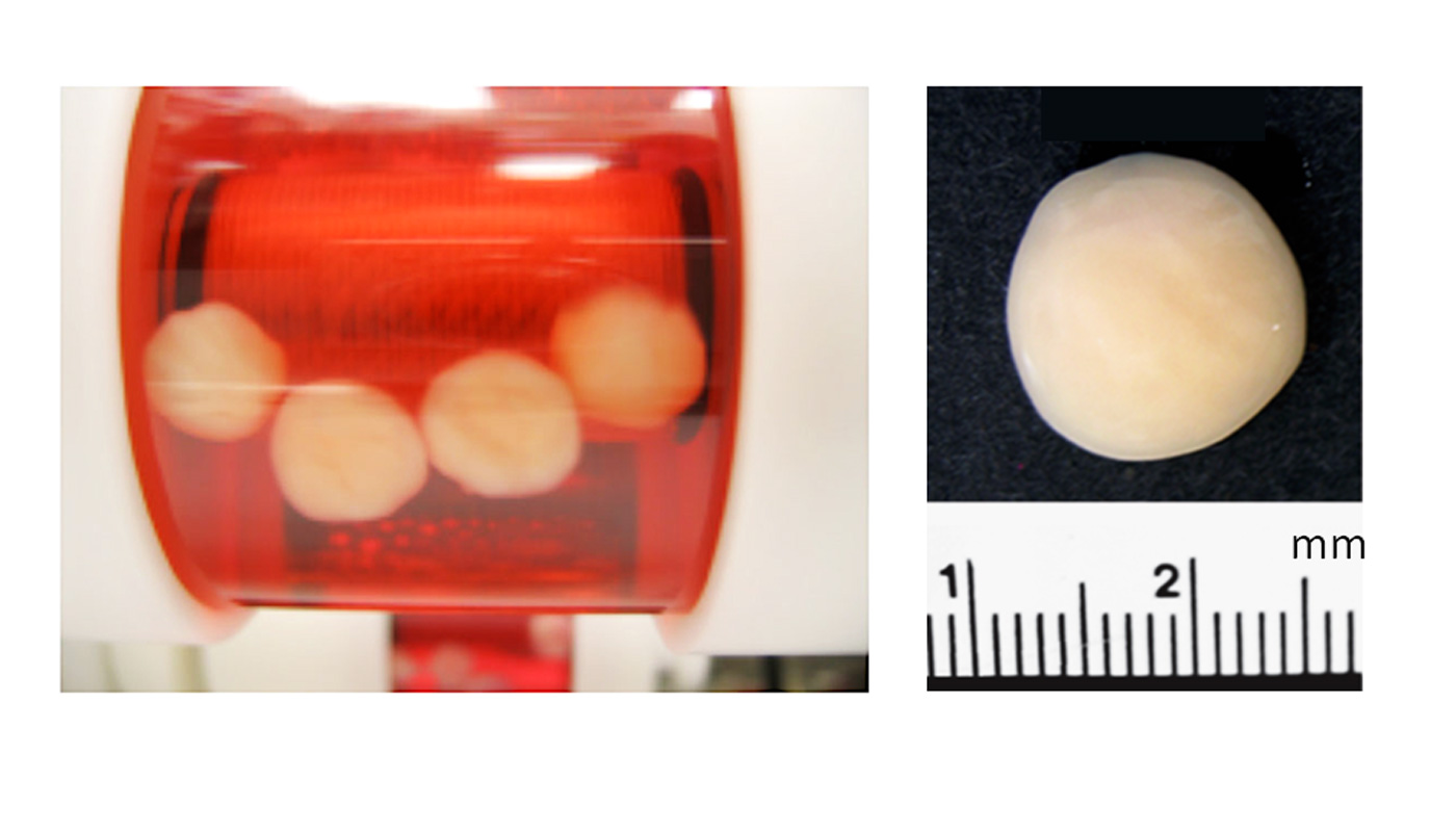 <em>圖三（左）：</em>橫軸旋轉生物反應器培養三維組織<br>
<em>圖四（右）：</em>製成的軟骨