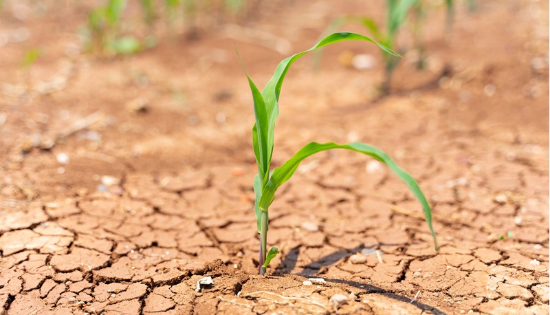 Understanding how plants naturally survive under stress is essential in improving the future production yield of crops.