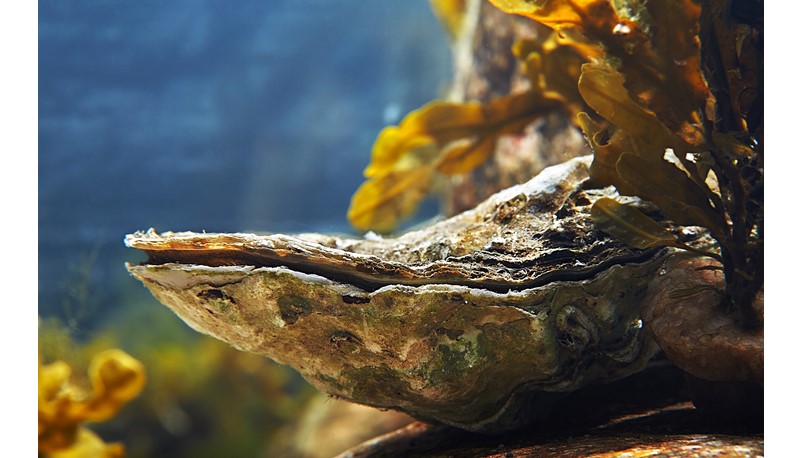 Prof. Falkenberg works with USyd on ‘Can Seagrass Protect Oyster Aquaculture from Acidifying Oceans?’. 