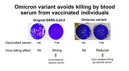 HKUMed-CU Medicine joint study finds COVID-19 variant Omicron significantly reduces virus neutralisation ability of BioNTech vaccine 