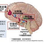 Breakthrough in Discovering How Dopamine Dysregulation May Lead to Ability Impairment