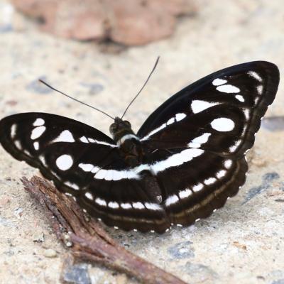 Danum Valley Field Study 12 20160901 2080461807