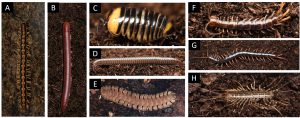 In addition to the first myriapod genome published in 2013 by an international team, CUHK has sequenced the genome of eight myriapods, which are commonly wild-caught or easily purchased species in Hong Kong. These five millipede species (A: Helicorthomorpha holstii, B: Trigoniulus corallinus, C: Glomeris maerens, D: Anaulaciulus tonginus, E: Niponia nodulosa) and three centipede species (F: Lithobius niger, G: Rhysida immarginata, H: Thereuonema tuberculata) were chosen to represent different myriapod members for the team’s genome sequencing projects.