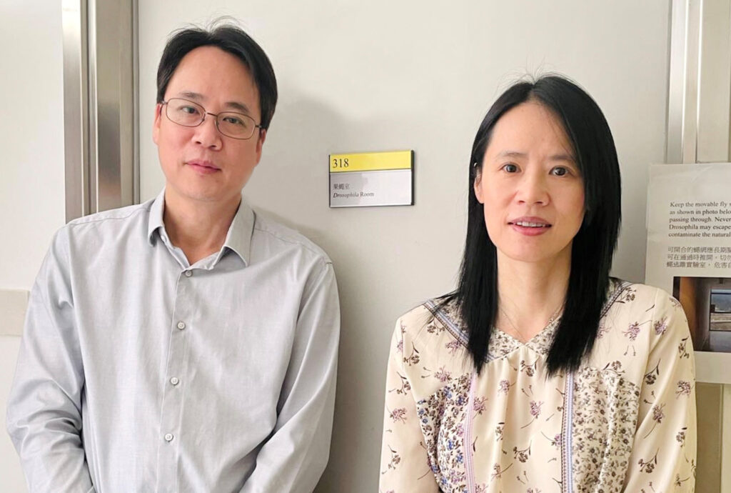 A study led by Professor Ke Ya (right) and Professor Yung Wing-ho from the School of Biomedical Sciences at CU Medicine has uncovered a novel neural architecture in the mushroom body of a fruit fly that drives efficient memory formation.