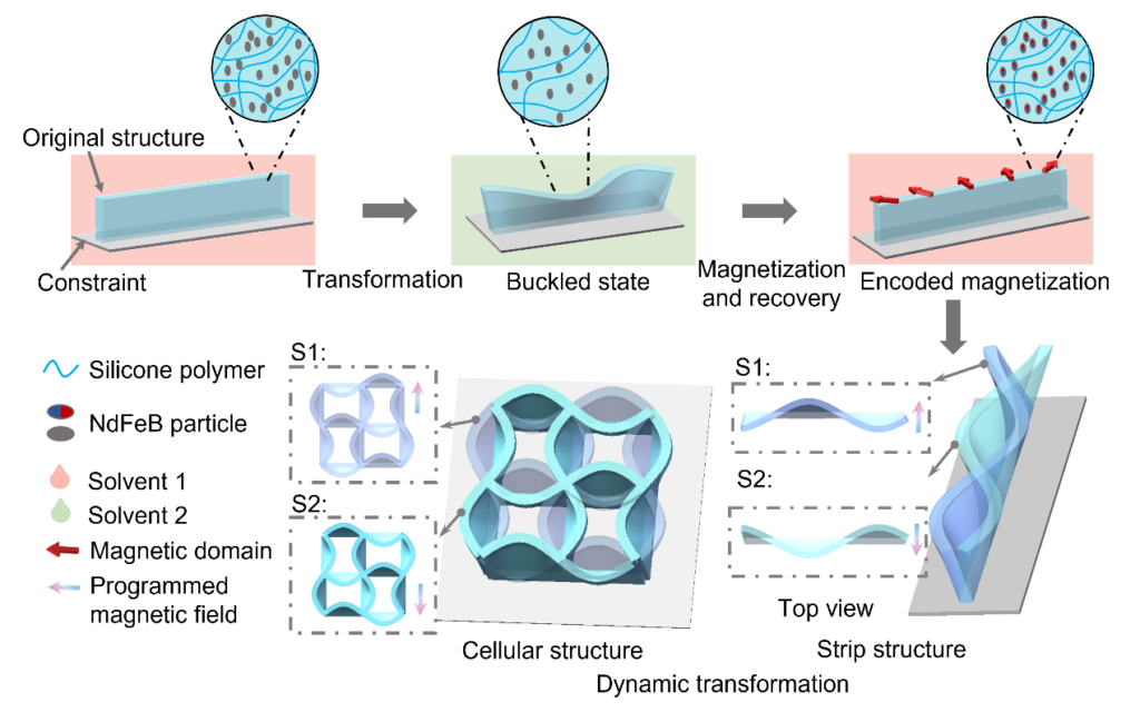 A schematic of dynamic transformation of magneto-elastomers. Diverse transformation of elastomeric structures could be achieved by using programmed magnetic inputs.