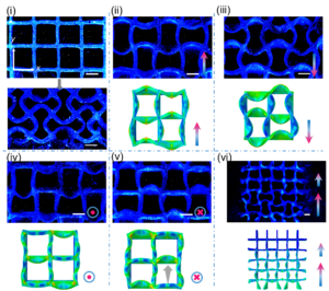 The image shows the geometric transformation of cellular structures and simulation results with different magnetic field inputs.