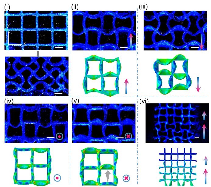 The image shows the geometric transformation of cellular structures and simulation results with different magnetic field inputs.